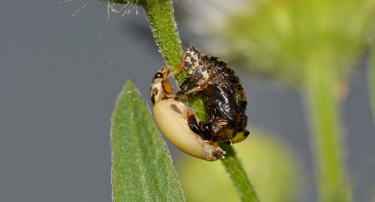 Metamorfosi di Hippodamia variegata, Coccinellidae